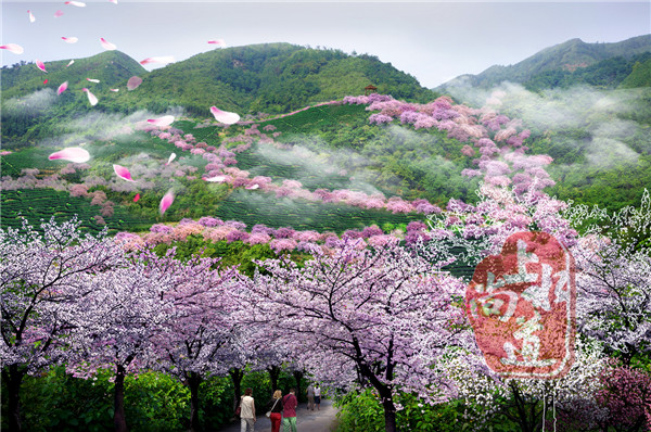 上海世界的漓江 中国的樱花 ——桂林普贤大见上水漓江樱花谷