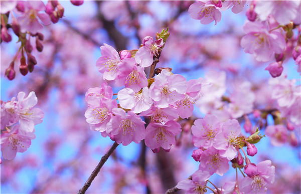 樱花温泉设计